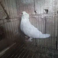 کفتر|حیوانات|قم, باجک یک|دیوار