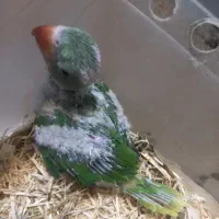 شاه طوطی سرلاکی شاه تخم