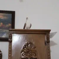 کفتر دمگیر سرخ پشت|پرنده|عسگران, |دیوار