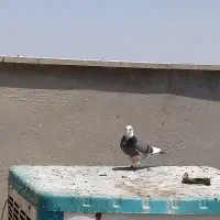 کبوتر|پرنده|قم, جمکران|دیوار