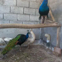 طاووس|پرنده|بناب, |دیوار