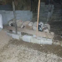 فروش بره گوسفند نر و ماده|حیوانات مزرعه|تالش, هشتپر|دیوار