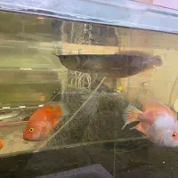 فروش چند فلاور و پرت و کویین و آروانا