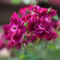 خدمات باغبانی