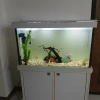 آکواریوم با وسایل وماهی دیسکس3 عدد