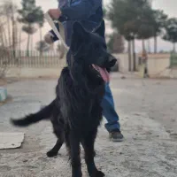 ژرمن بلک نر شولاین فقط کشش|سگ|اصفهان, بهارستان|دیوار