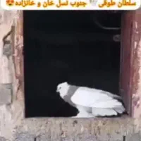 کفتر