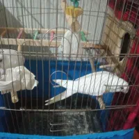 معاوضه پرنده