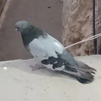 نره چایی درشت و کشیده|پرنده|اشترینان, |دیوار