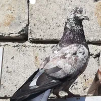 کبوتر‌ اویناخ