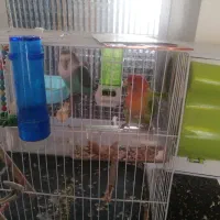 طوطی برزیلی کوتوله|پرنده|مشهد, امام خمینی|دیوار