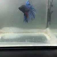 فایتر|ماهی|رشت, امین الضرب|دیوار