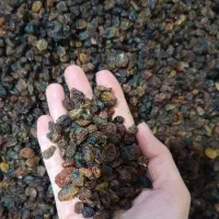 کشمش بیدانه افتاب خشک|خوردنی و آشامیدنی|هشتگرد, شهرک راه آهن|دیوار