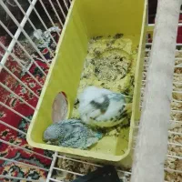 ۴جفت مرغ عشق همراه باجوجه وتخم وجوجه۲۰روزه و مولد