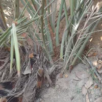 دمیت .پاجوش گنتار مرکو دانه درشت شهر کاکی