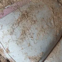 کاه|حیوانات مزرعه|کاکی, |دیوار