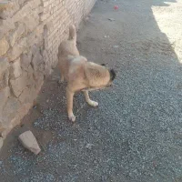 سگ سرابی نگهبان