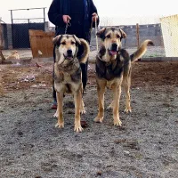 پژدر عراقی قفقازی