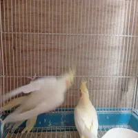 عروس هلندی سیامون|پرنده|مشهد, اقبال|دیوار