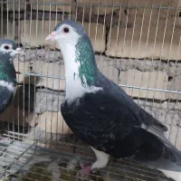 دمگیر زره ای باز|پرنده|اصفهان, فردوان|دیوار