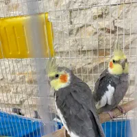 عروس هلندی نر