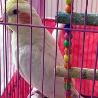 عروس هلندی|پرنده|رامهرمز, |دیوار