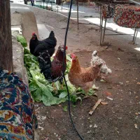 مرغ وخروس