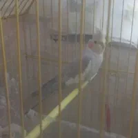 عروس هلندی ماده