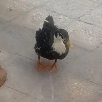 اردک|پرنده|تهران, خانی آباد نو جنوبی|دیوار