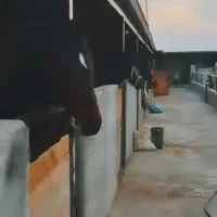 باشگاه سوارکاری|اسب و تجهیزات اسب‌سواری|قزوین, |دیوار