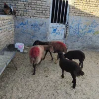 فروش دوراس میش زایده|حیوانات مزرعه|تربت‌حیدریه, باغ سلطانی|دیوار