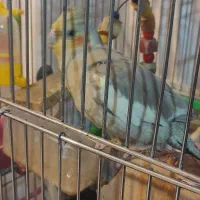 عروس هلندی ماده|پرنده|اهواز, شهرک برق|دیوار