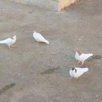 ۴عدد کبوتر رنگی فروشی|پرنده|تاکستان, |دیوار