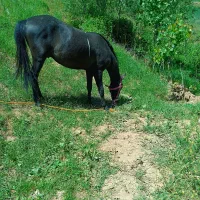 اسب نر به فروش میرسد