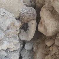 فروش عسل کوهی|خوردنی و آشامیدنی|فراشبند, |دیوار