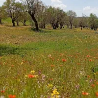 زمین