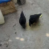 جوجه محلی  تحویل درمحل و تسویه حضوری