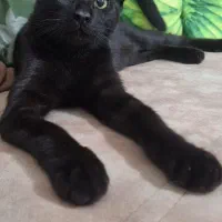 واگذاری بچه گربه سیاه|گربه|محمدیه-قزوین, |دیوار