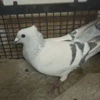 کفتر سبز کلاغ کلاهی