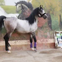اسب زیبا و سواری دار و جنگی پرخون معروف به یال دار