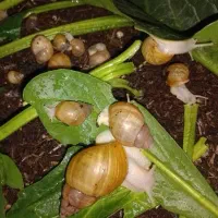 حلزون آلبینو|خزنده|تبریز, |دیوار