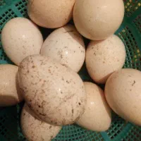 تخم بوقلمون