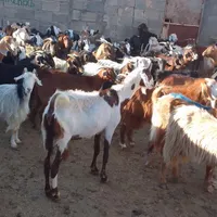 ۵۰راس بز چاق جوان...|حیوانات مزرعه|مشهد, شهرک شهید باهنر|دیوار