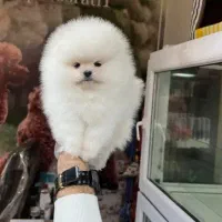 تی کاب سایز ریز