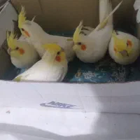 شیطون و دستی و سرحال عروس نرمه خور