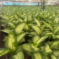 گل اپارتمانی دیفن باخیا