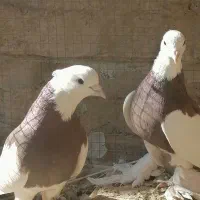 فروش دو عدد نر طوقی|پرنده|اردکان, |دیوار