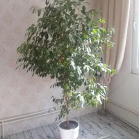 درخت اپارتمانی گل اپارتمانی|گل و گیاه طبیعی|سهند, |دیوار