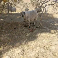 فروش بره نر و ماده به صورت زنده و گوشتی