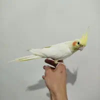 عروس هلندی|پرنده|قم, علی آباد سعدگان|دیوار